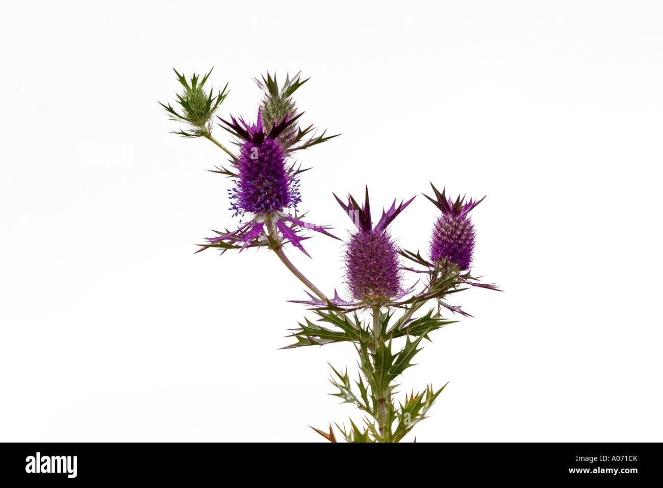 Disteln fünf weiße Ausschnitt lila und grün Stockfoto