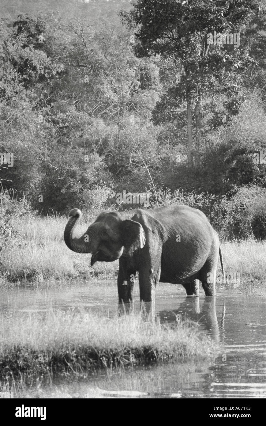 Elefant salutierte Willkommen Bandipur National park Karnataka, Indien Stockfoto