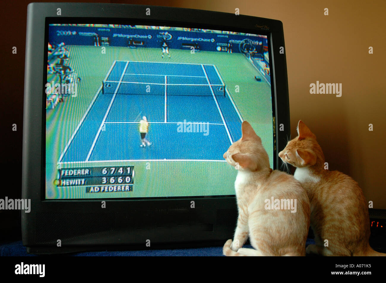 Katzen Kätzchen gerade Tennis match in Wimbledon im Fernsehen Stockfoto