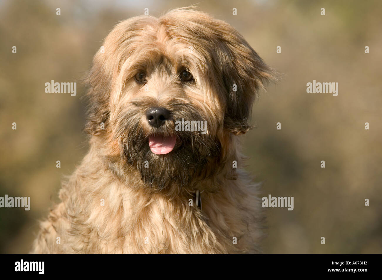 Tibet Terrier Rassehund Modell veröffentlicht Bild Stockfoto