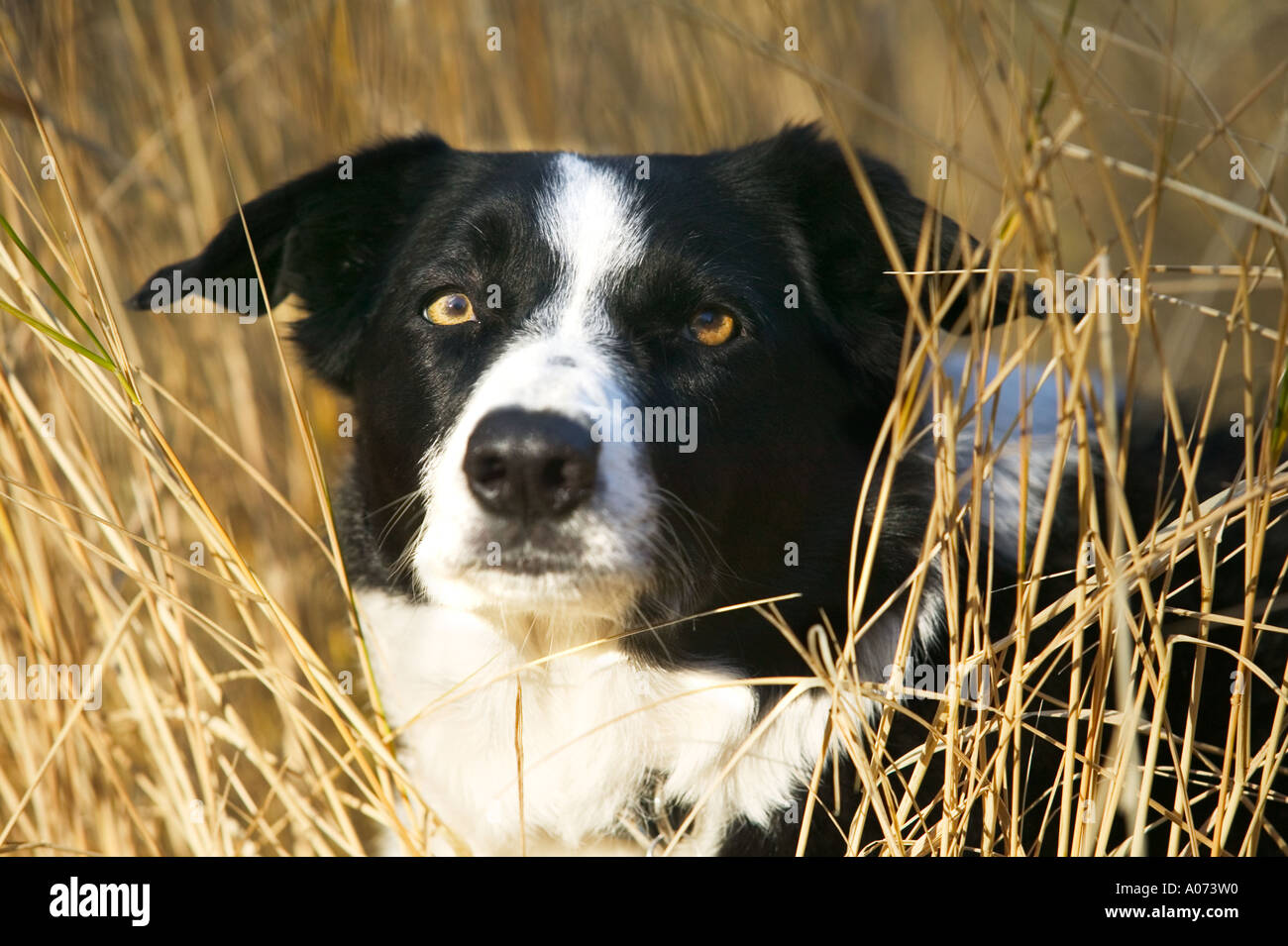 Reinrassige Border Collie Hund Modell veröffentlicht Bild Stockfoto