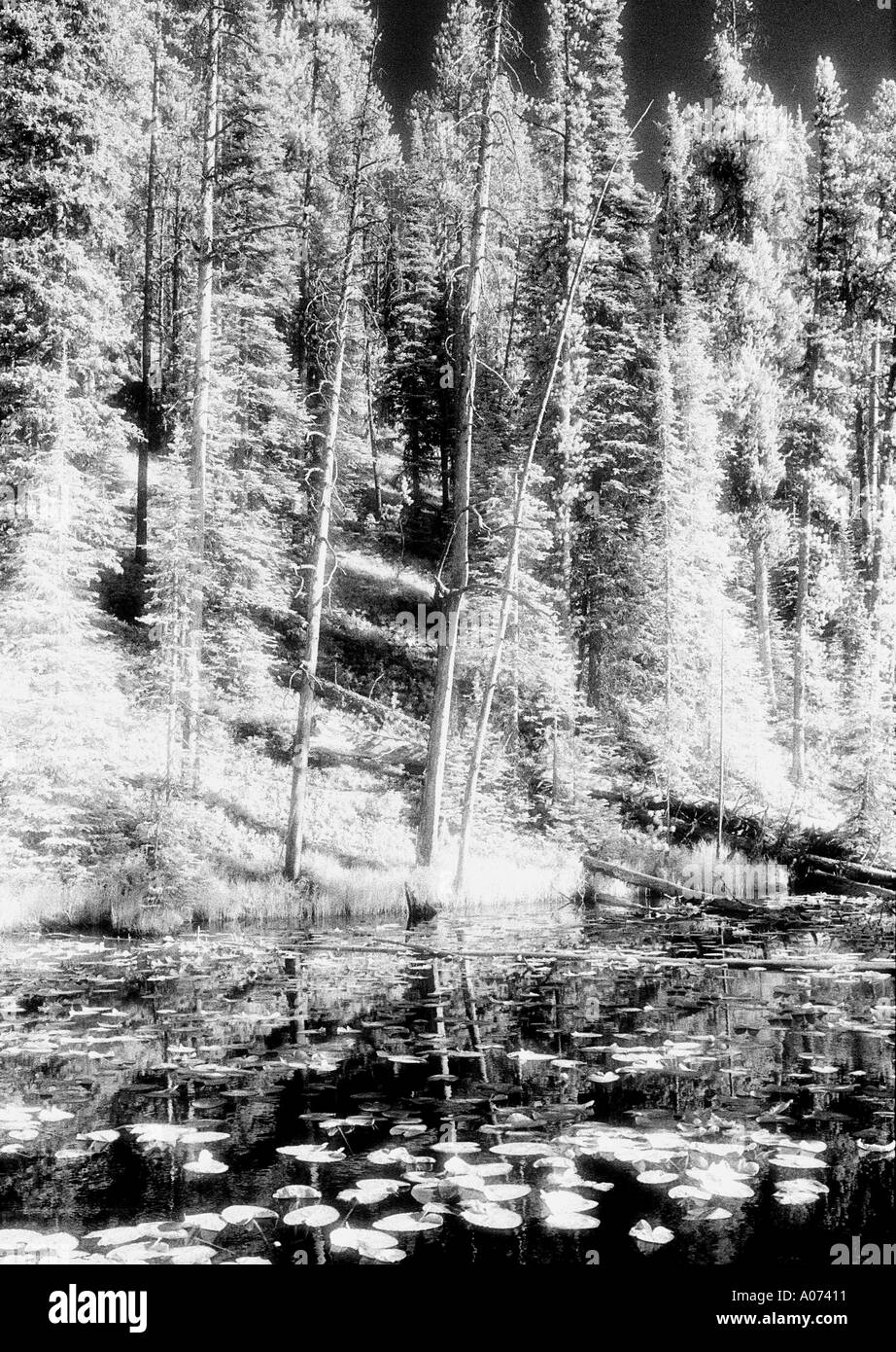 ISA Lake Yellowstone Nationalpark Wyoming USA Stockfoto