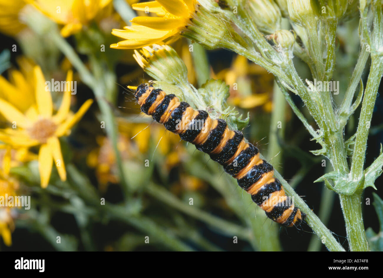 Zinnober Falter Raupe Tyria Jacobaeae zeigt Warnung Färbung auf Kreuzkraut Senecio sp Stockfoto