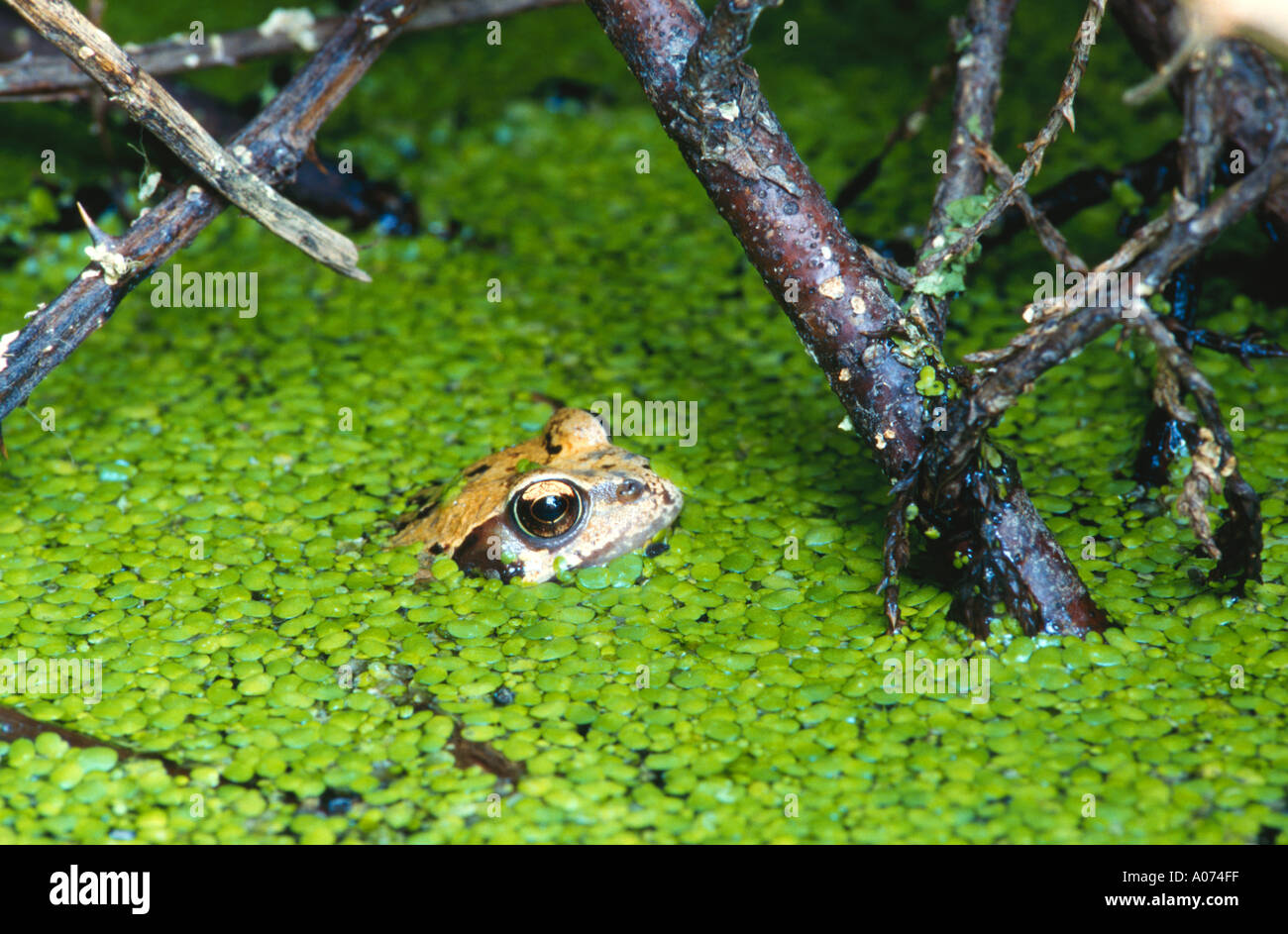 Gemeinsamen Frosch Rana Temporaria im Gartenteich umgeben von Wasserlinsen Stockfoto