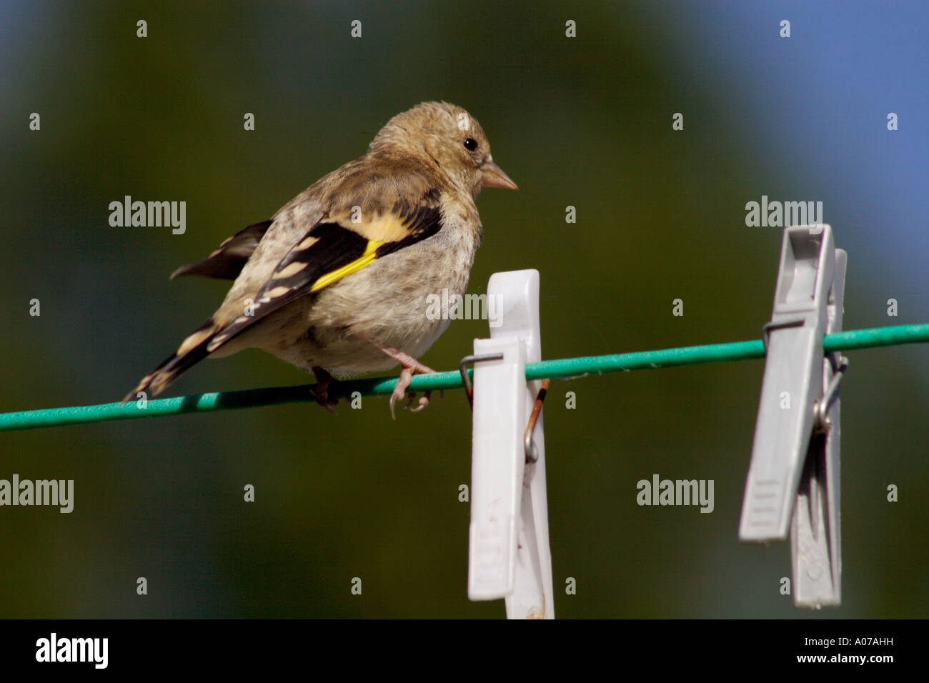 Juvenile Stieglitz thront auf der Wäscheleine, Zuchtjahr Zuchtjahr Stockfoto