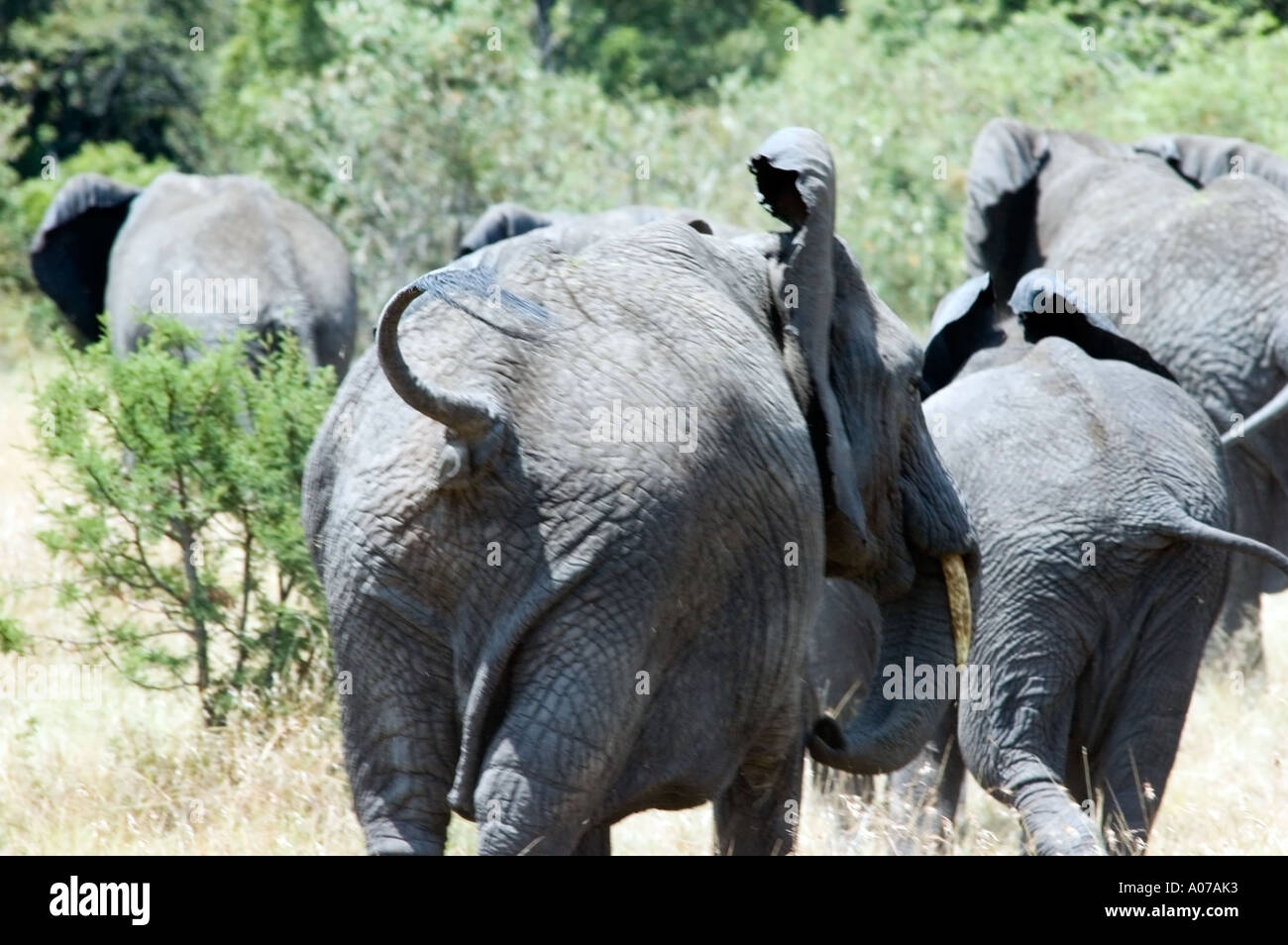 Afrikanischer Elefant, Serengeti, Tansania, Ostafrika. Stockfoto