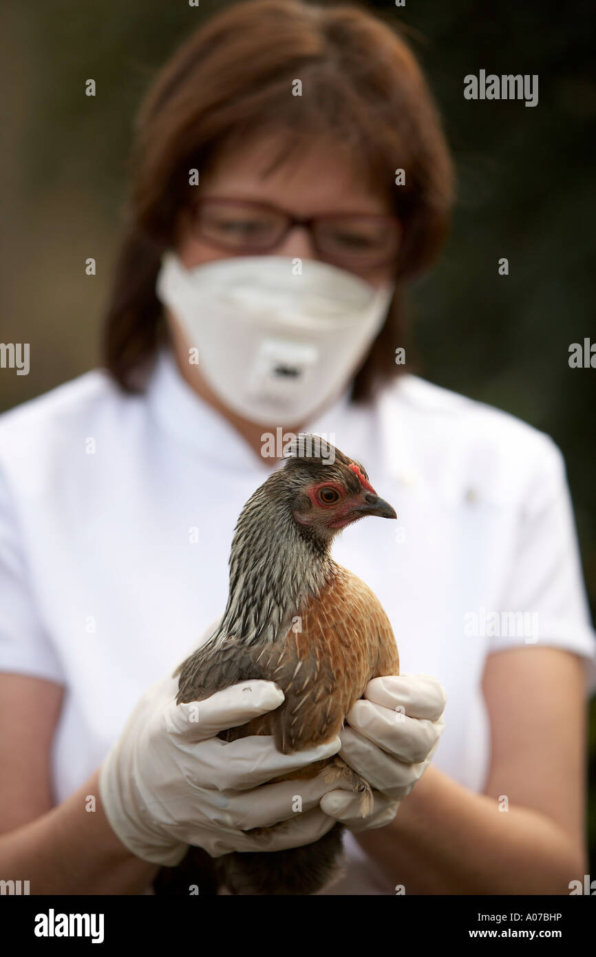Offizielle tragen von Handschuhen und Gesicht Maske kontrollierenden bantam Hühner Stockfoto