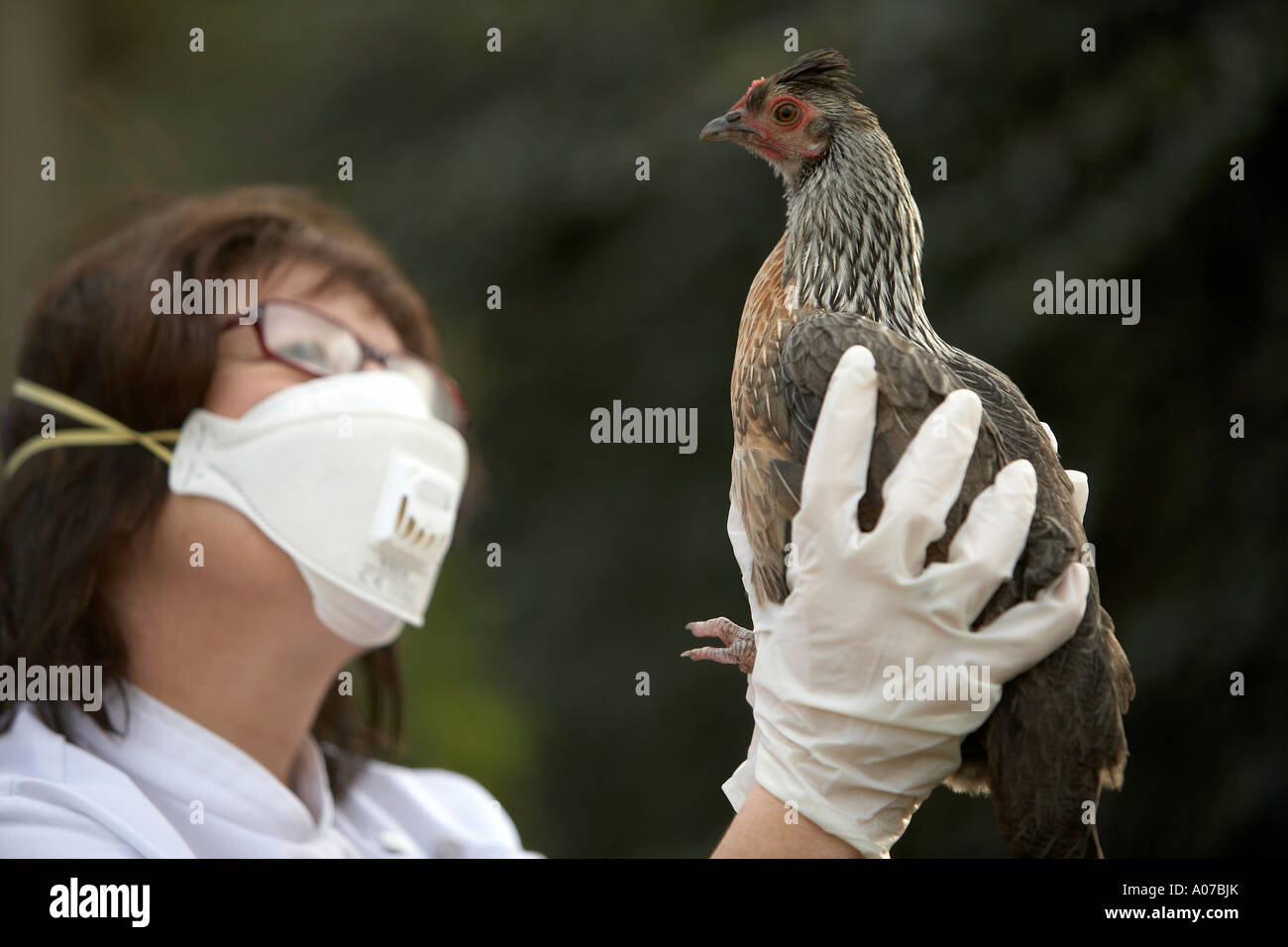 Offizielle tragen von Handschuhen und Gesicht Maske kontrollierenden bantam Hühner Stockfoto