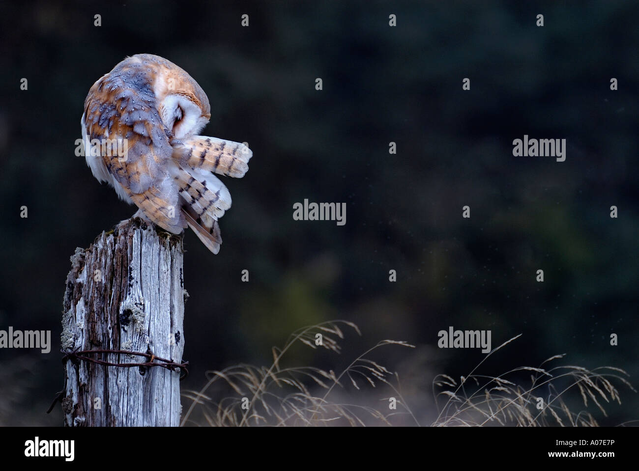 Schleiereule gehockt auf alten Post putzen Tyto Alba Stockfoto