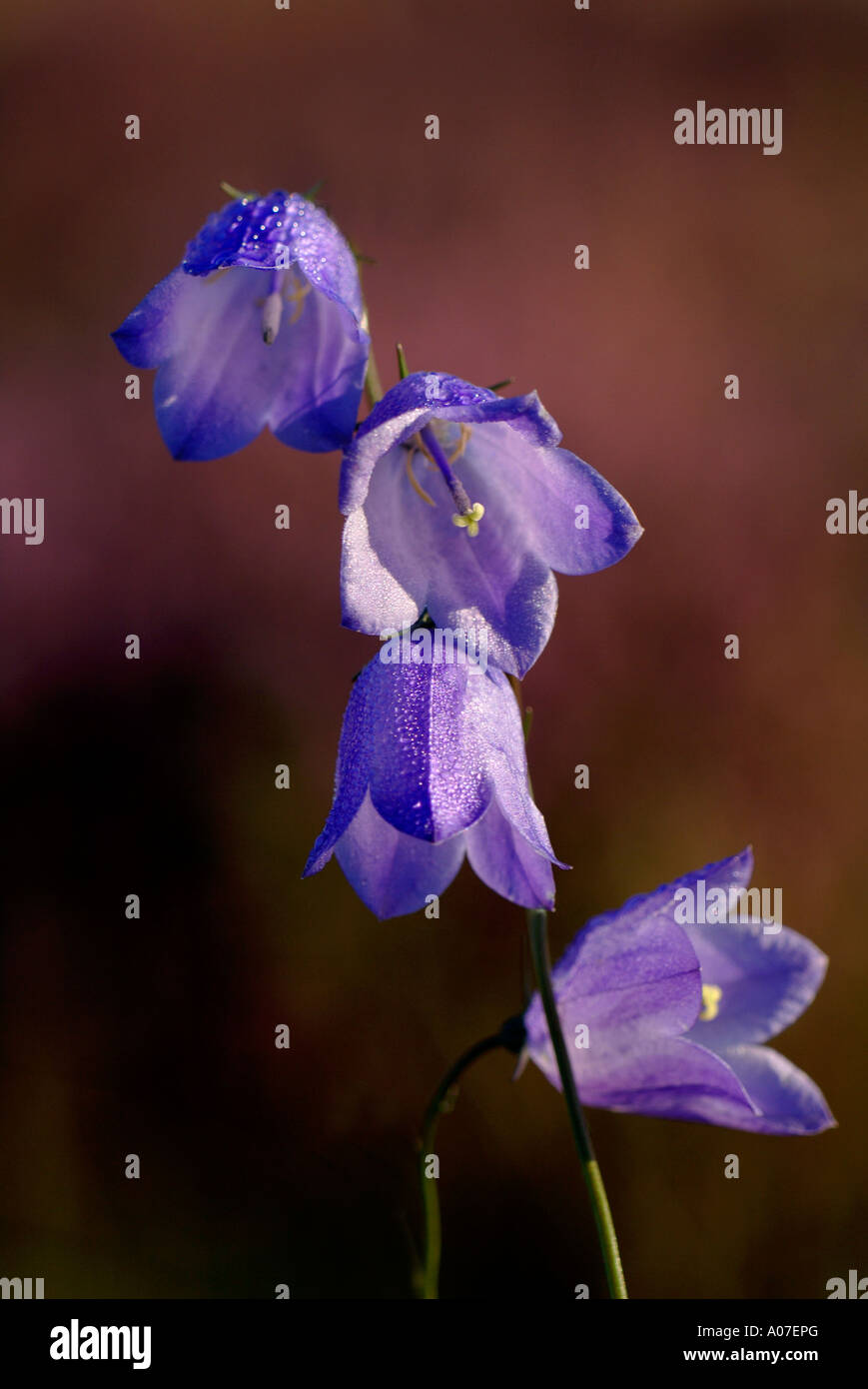 Glockenblume Campanula Rotundifolia Cromdale Hügel Highlands Schottland august Stockfoto