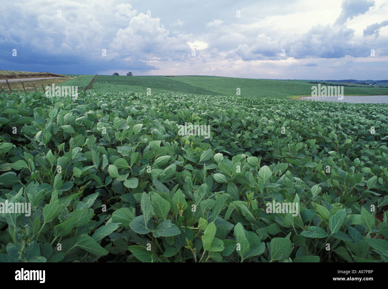 Blick auf groß angelegte Soja-Plantage in Brasilien Stockfoto