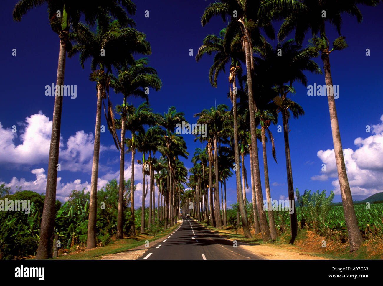 Allee Dumanoir, Palmen gesäumten Straße, Royal Palmen, Capesterre Belle Eau, Basse-Terre, Guadeloupe, Französisch-Westindien Stockfoto