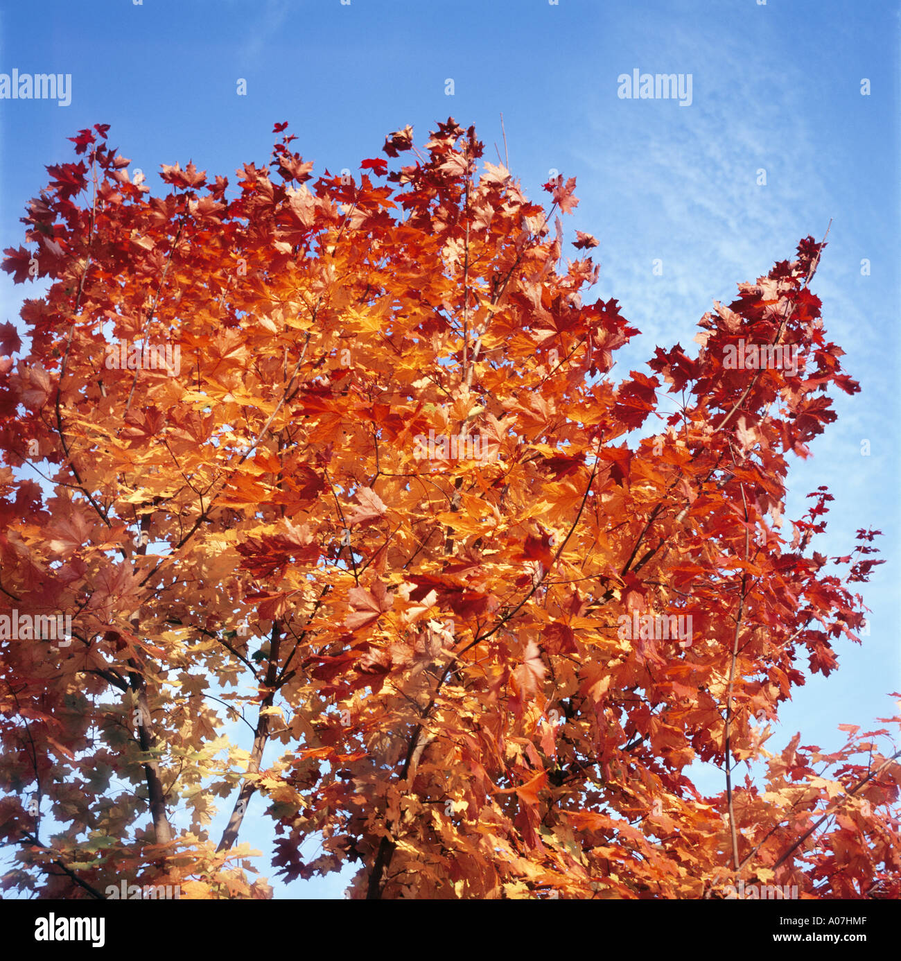 Rote Blätter im Herbst im blauen Himmel Stockfoto