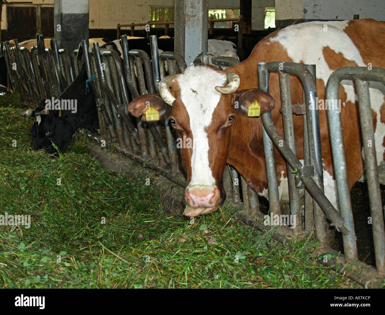 Kühe im Kuhstall Essen frisches Heu Stockfoto