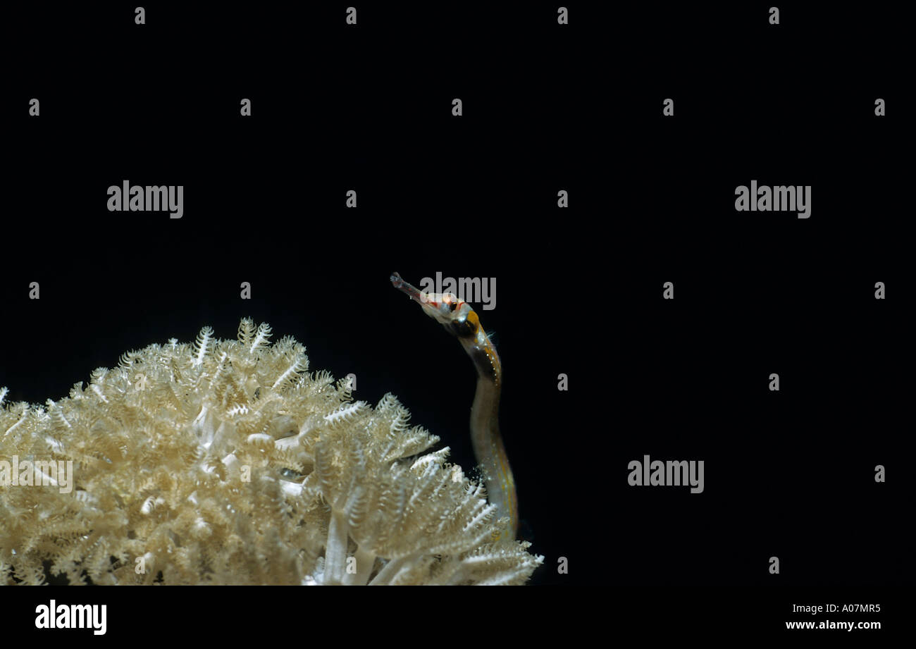 Seenadeln auf Organ pipe Korallen Corythoichthys Nigripectus Tubipora Musica Ägypten Rotes Meer Stockfoto
