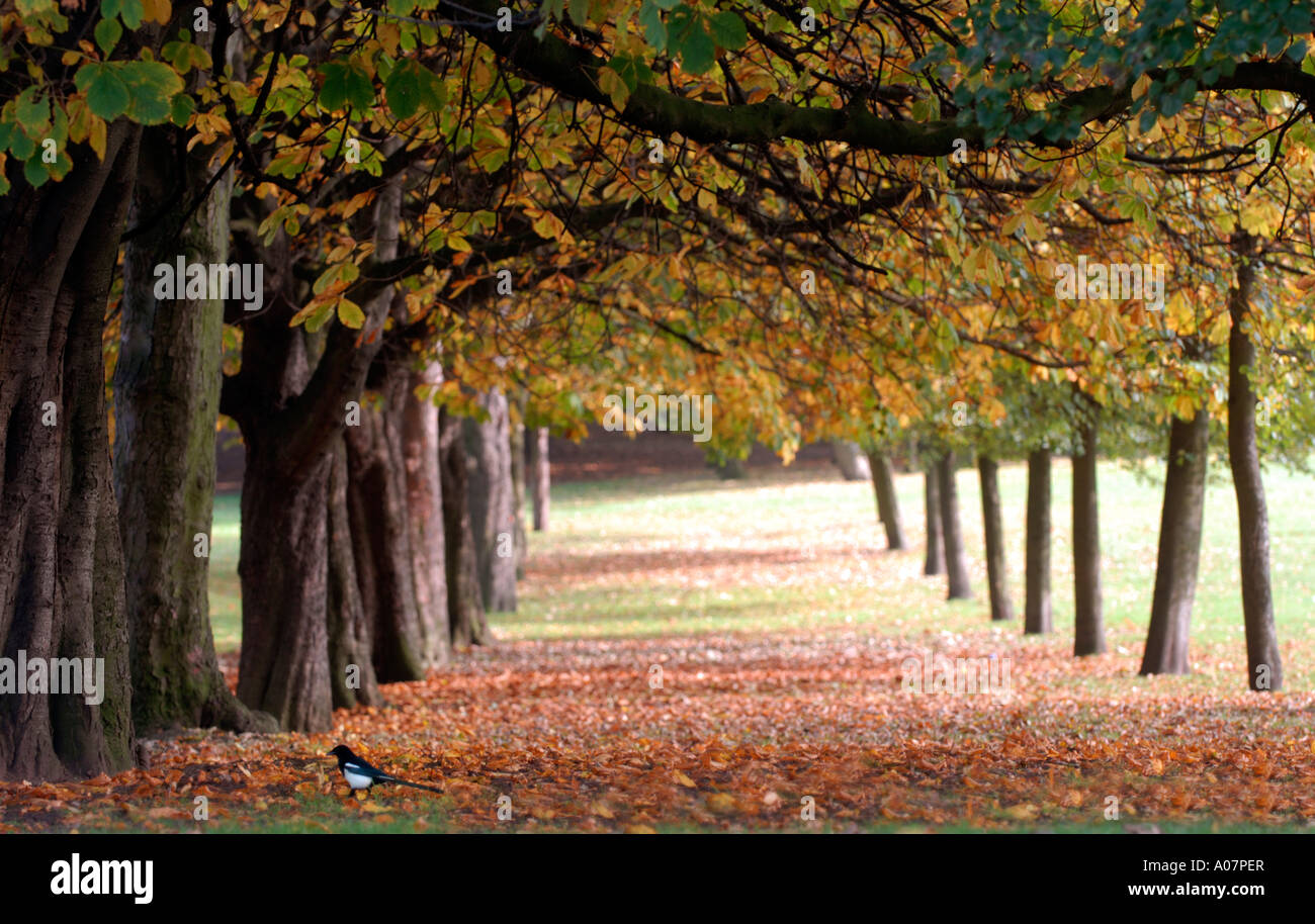 Eine Elster unter herbstlichen Kastanien auf dem Gelände des Aston Hall in Birmingham 2006 Stockfoto