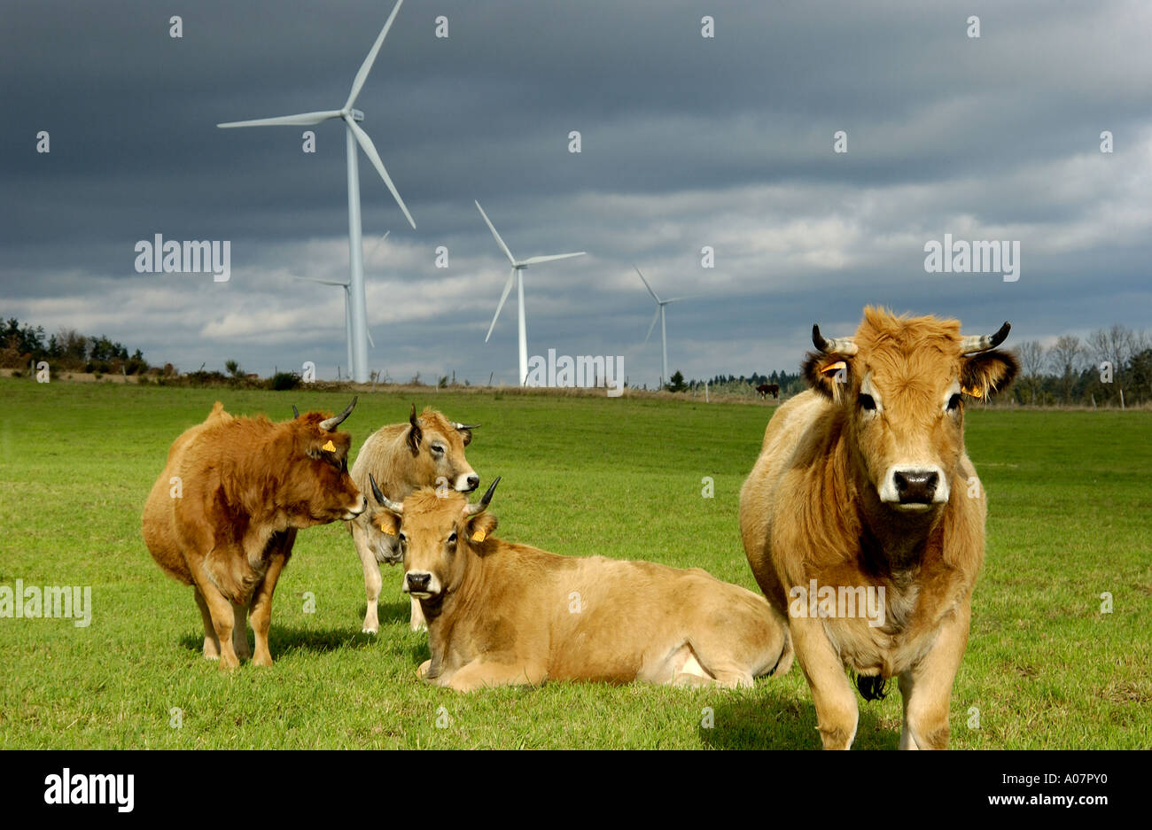 Windenergieanlagen in einem Feld mit Kühen, Ally Mercoeur Windfarm, Département Haute-Loire, Frankreich, Europa Stockfoto