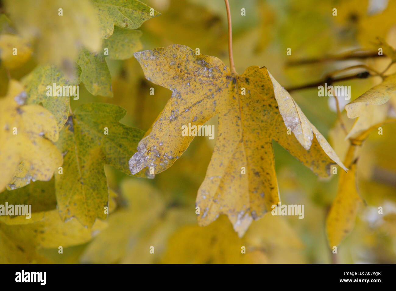 Gelbe und braune Farben des Herbstes Monate illustriert von Blätter an einem Ast an einem Baum hängenden Stockfoto