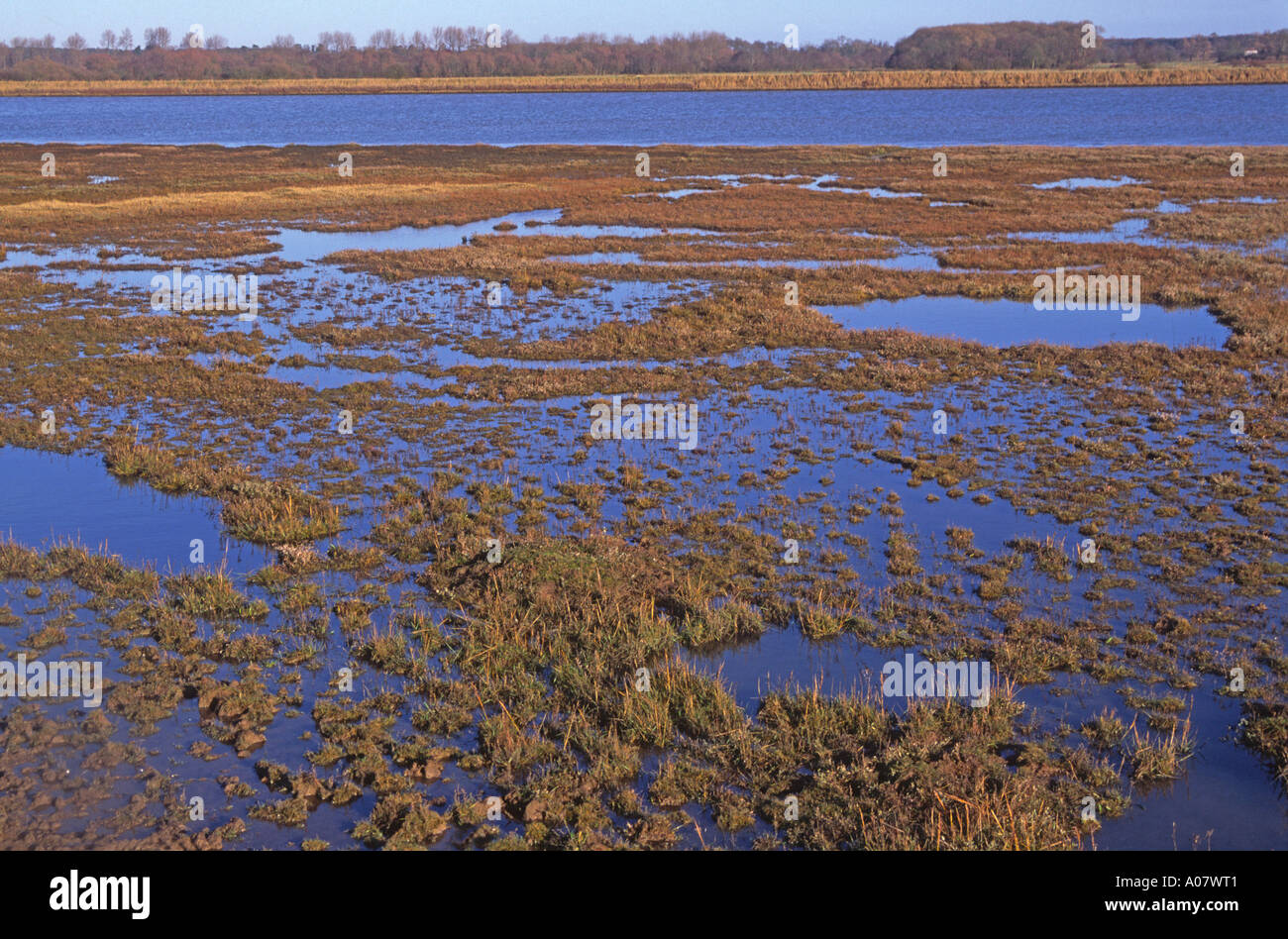 Sumpfiges Feuchtgebiet bei Flut Butley Creek River Suffolk England Stockfoto