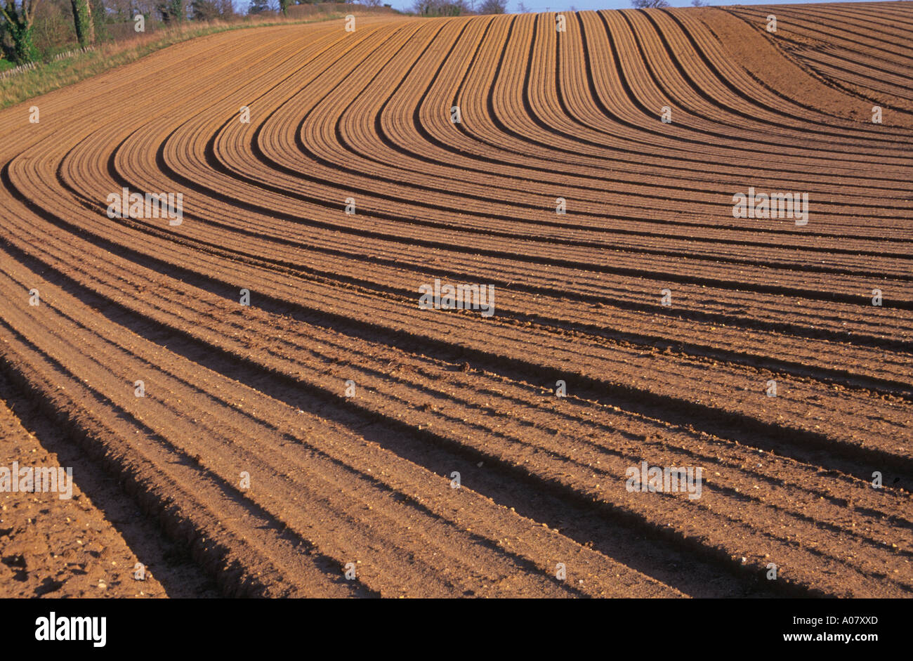 Muster gebildet durch Pflügen sandigen Boden Suffolk Sandlings England Stockfoto