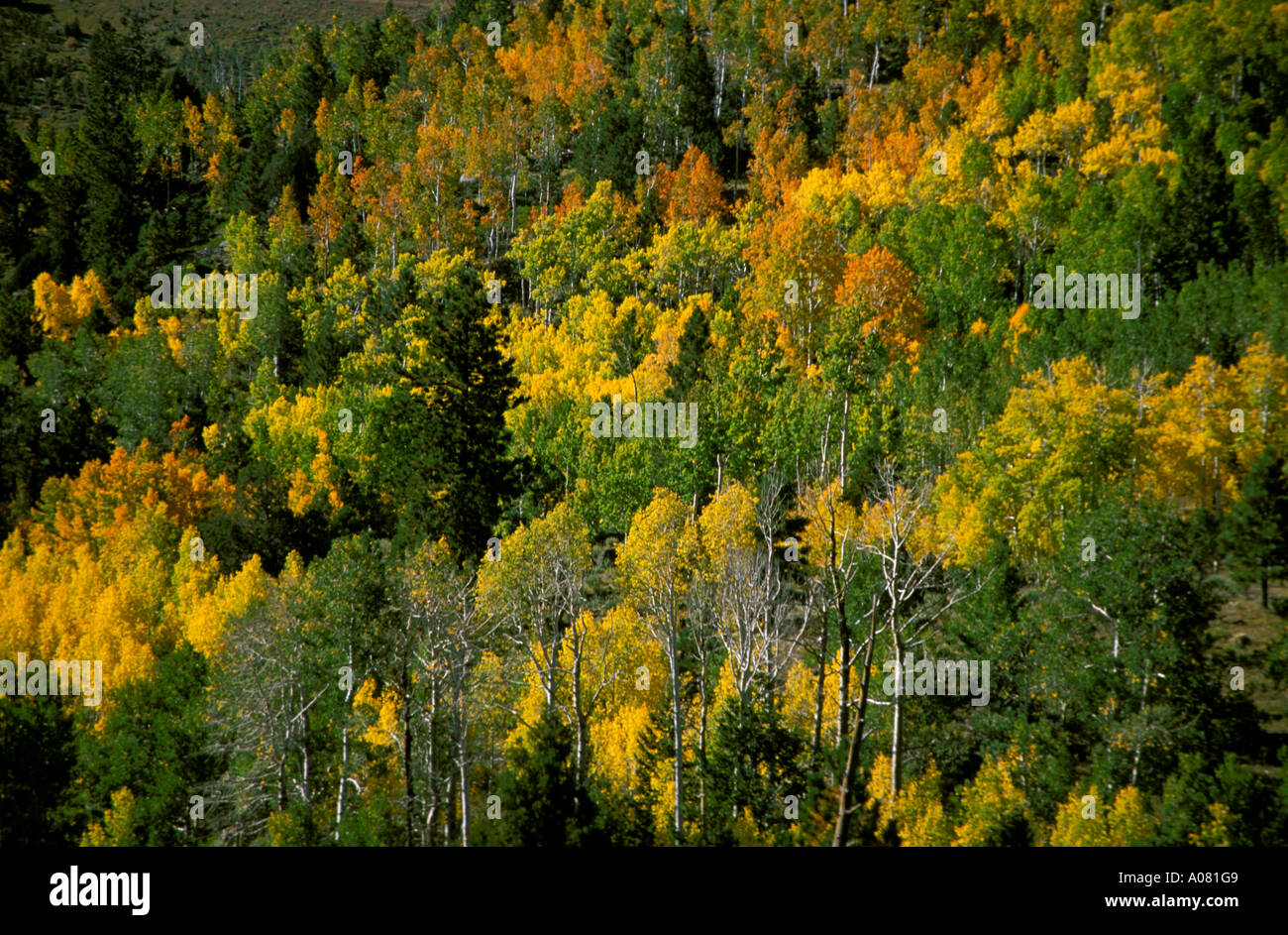 Bunter Herbst und Espen im Dixie National Forest, Spitze des Cedar Mountain Stockfoto