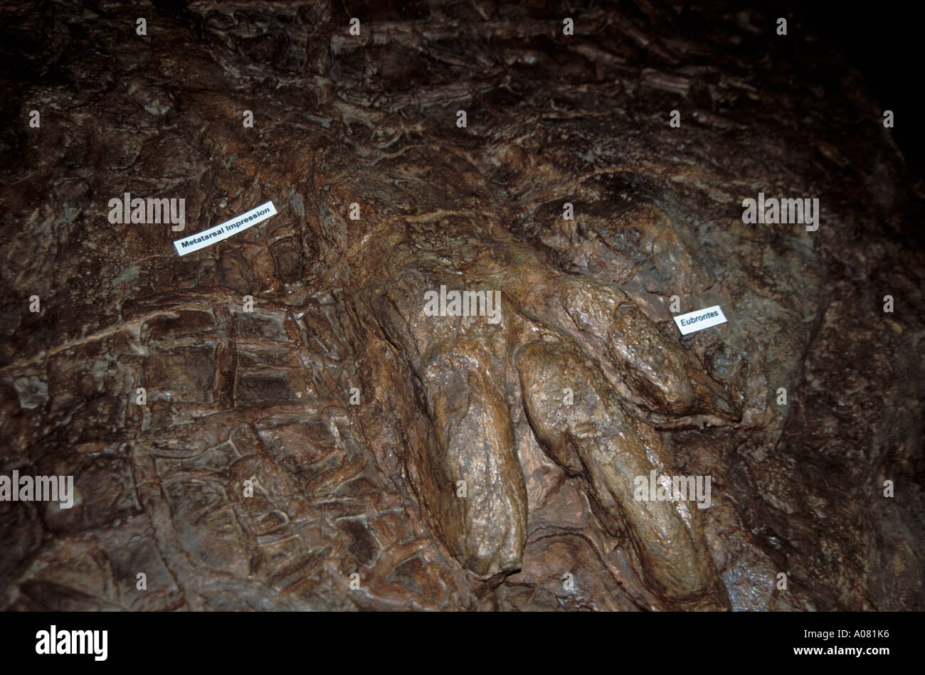 Dinosaurier Discovery negativen Eindruck verfolgt Johnson Farm St. George in Utah UT Stockfoto