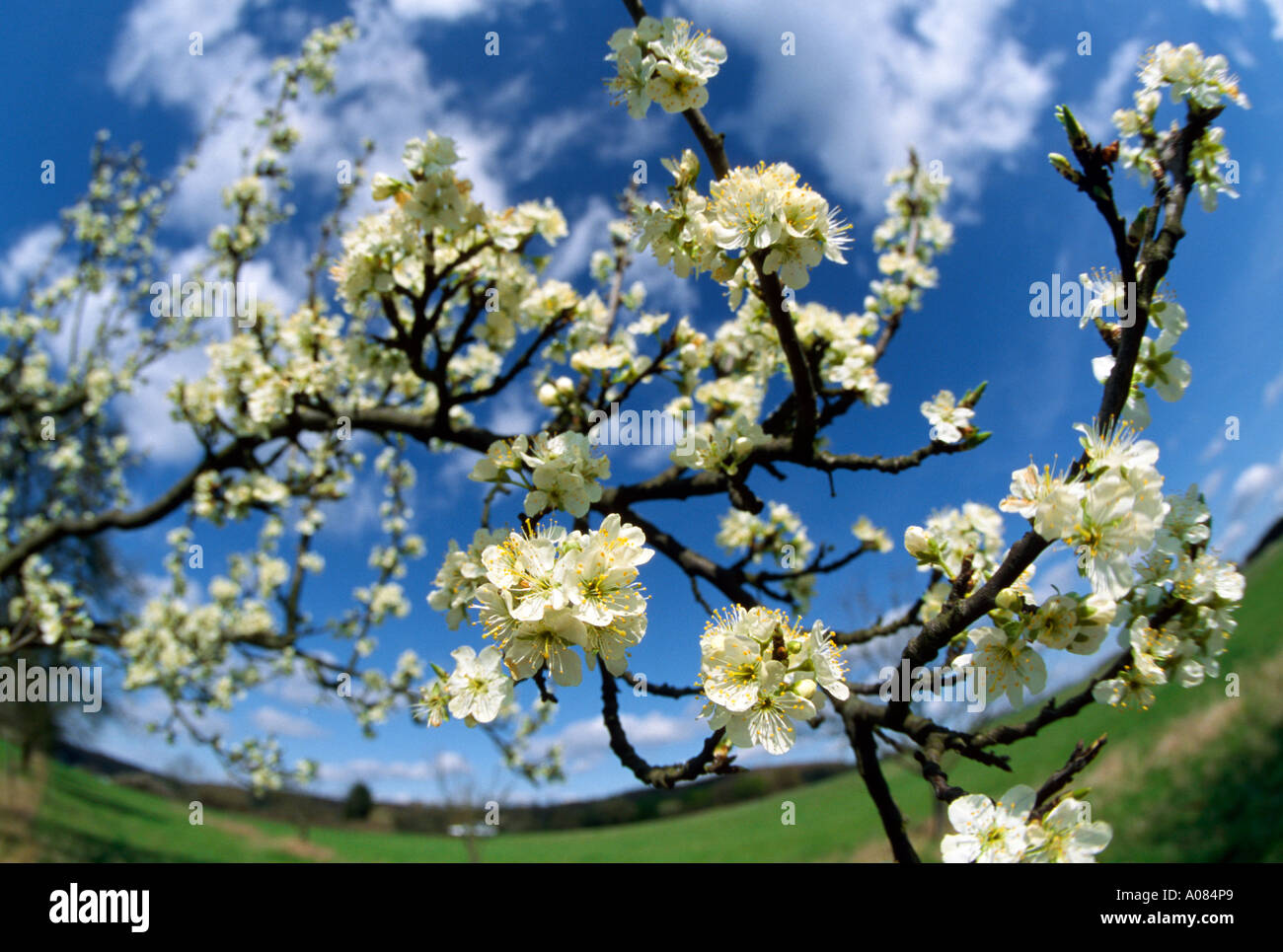 Blühender Obstbaum - Symbol für den Frühling Stockfoto