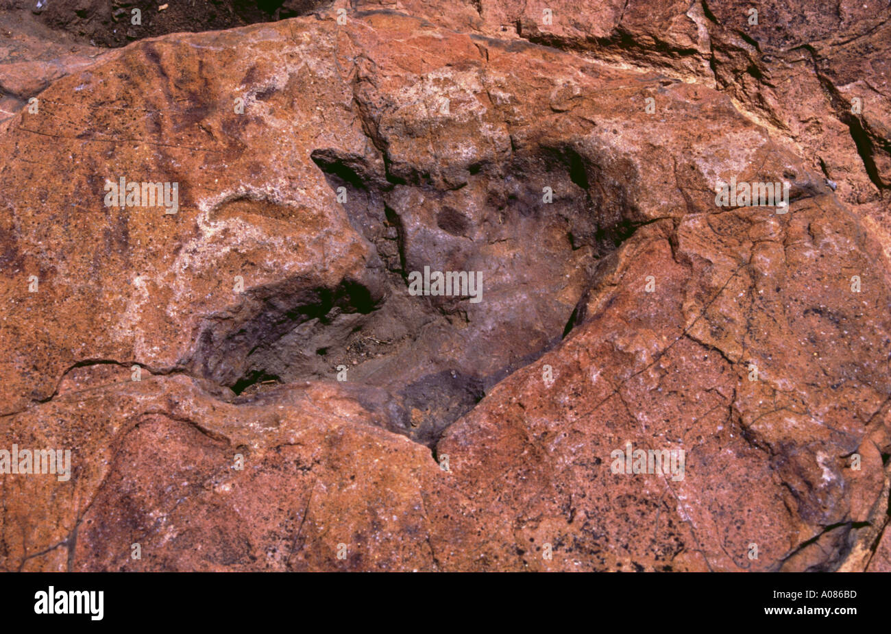 Dinosaurier-Fußabdruck in der Nähe Kalkfeld Namibia Stockfoto