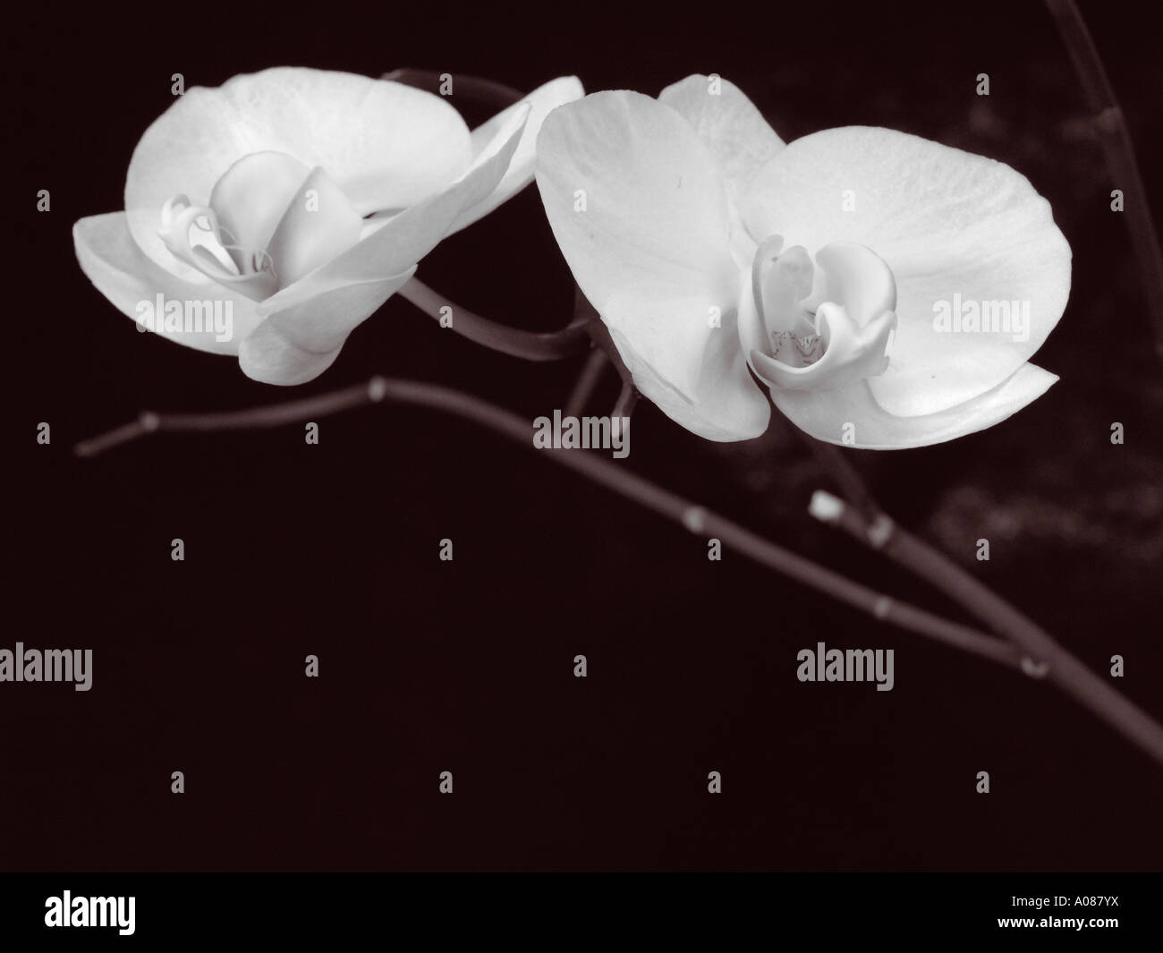 Phalenopsis Aphrodite Orchideen Stockfoto