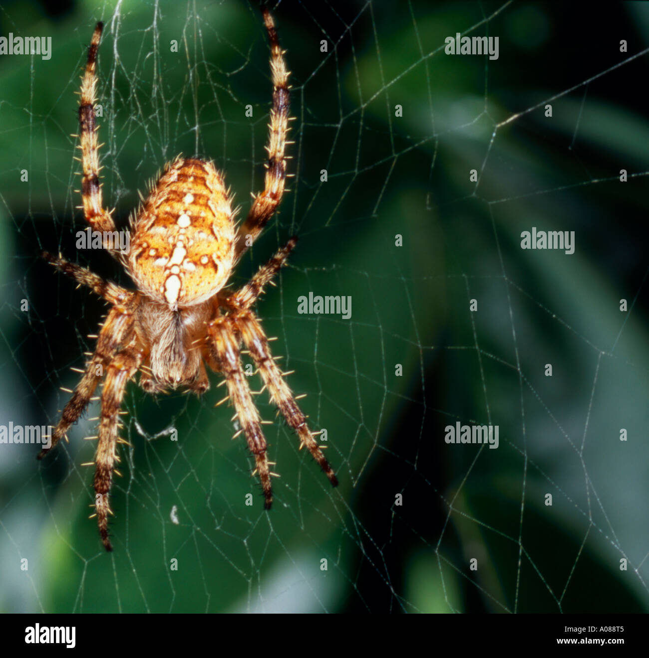 Gemeinsamen Kreuzspinne im Web. Stockfoto