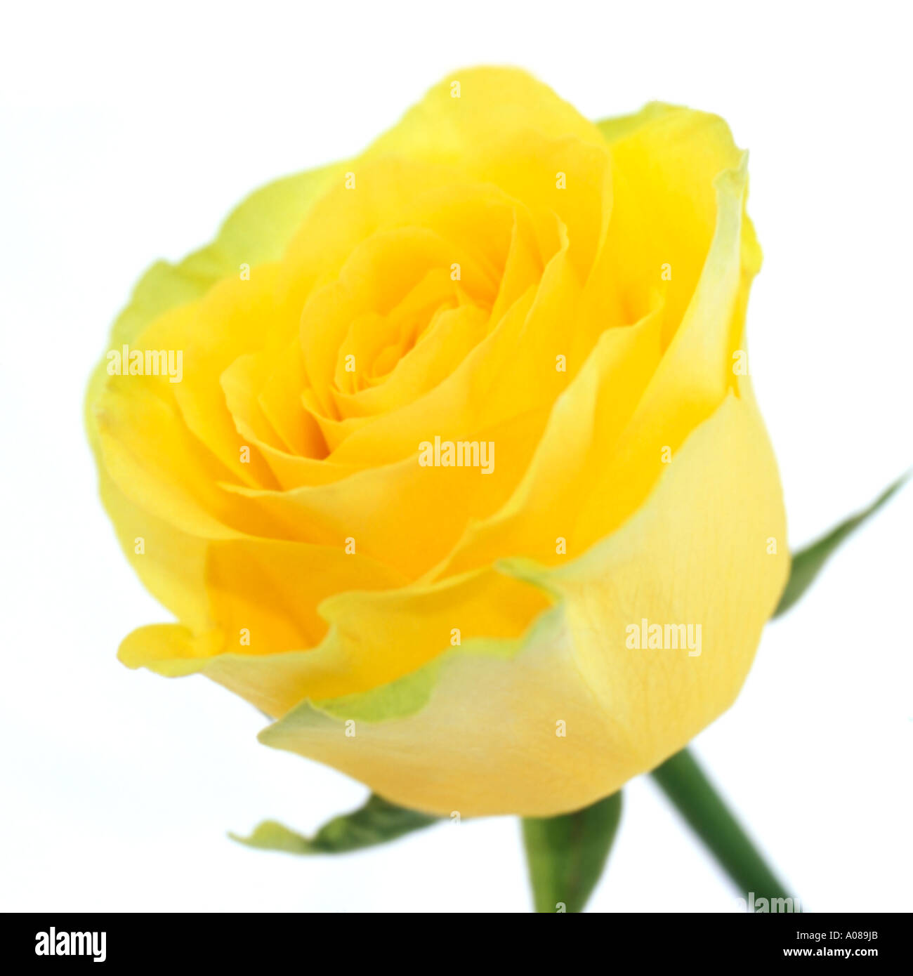 Gelbe Rose. Stockfoto