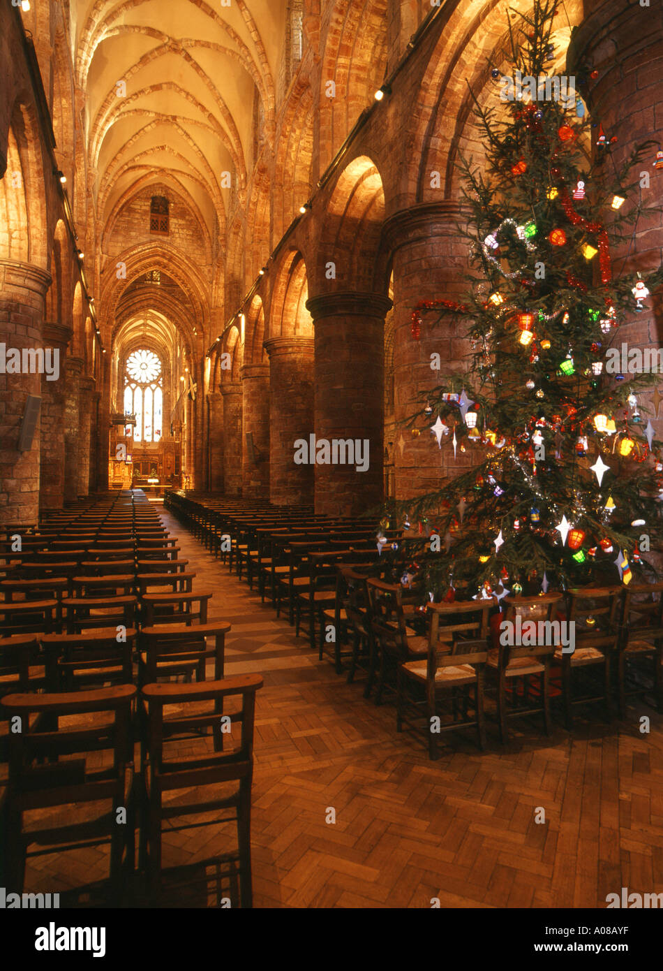 dh St Magnus Cathedral KIRKWALL ORKNEY Innenarchitektur an Weihnachten Baum und Gang orkneys innerhalb Kathedrale uk Weihnachten Festival Kirche Stockfoto