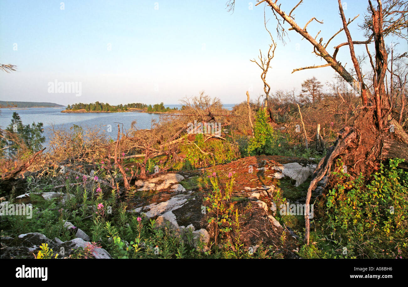 Tote Bäume auf der Insel im Ladoga-See Stockfoto