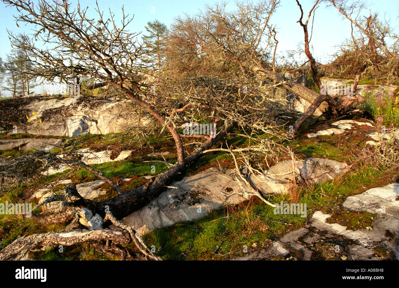 Tote Bäume auf der Insel im Ladoga-See Stockfoto