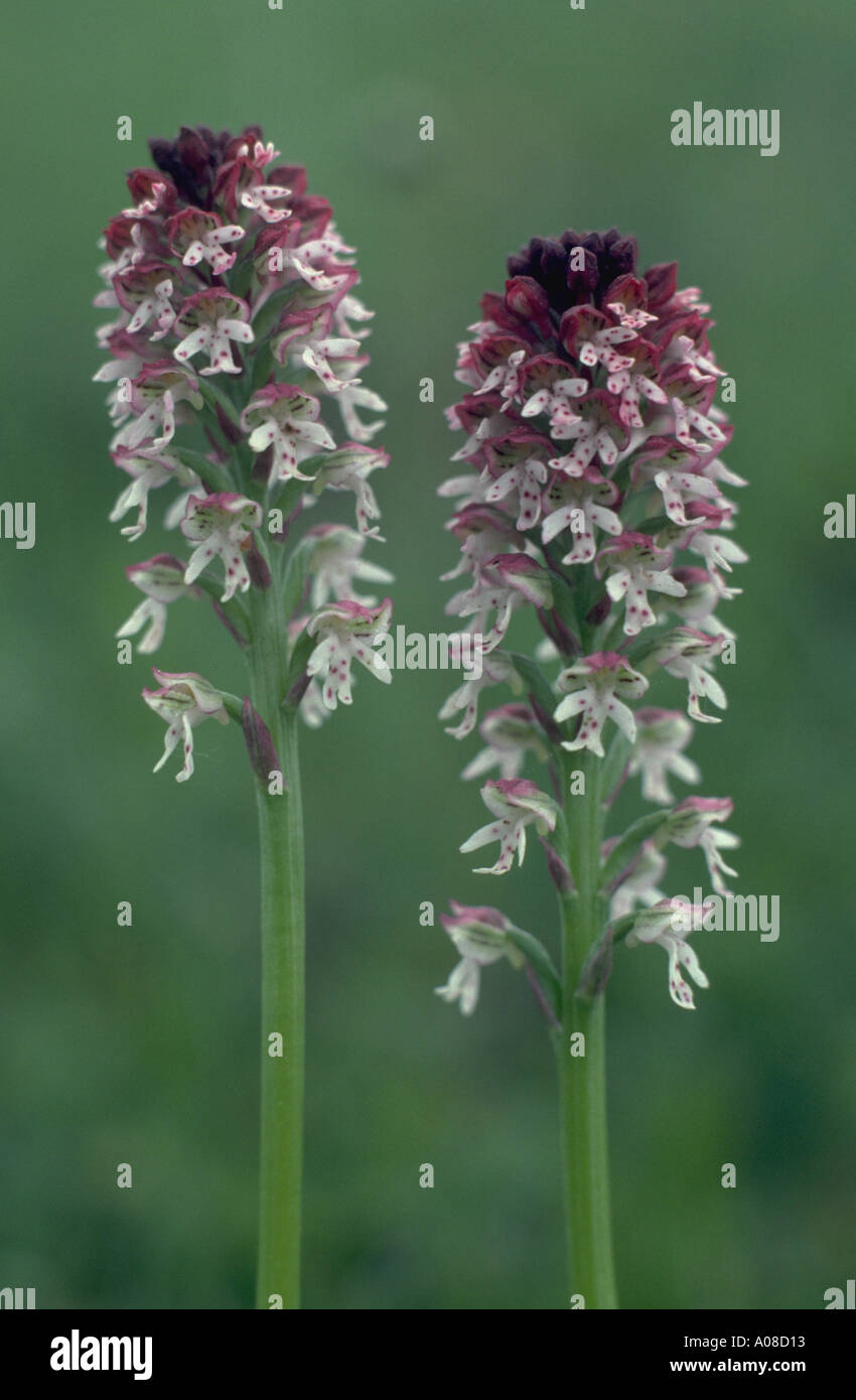 Knabenkraut Helmknabenkraut militärische Orchidee Orchis militaris Stockfoto