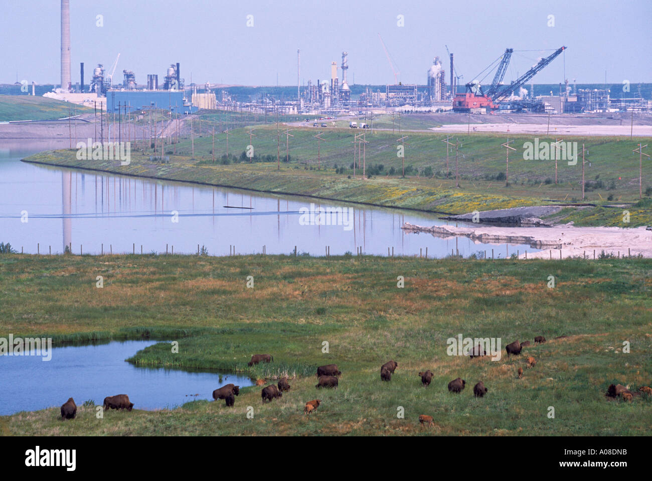 Holz Bison Herde weiden auf Reclaimed Land von Syncrude Athabasca Tar Sands Tailings, in der Nähe von Fort McMurray, Alberta, Kanada Stockfoto