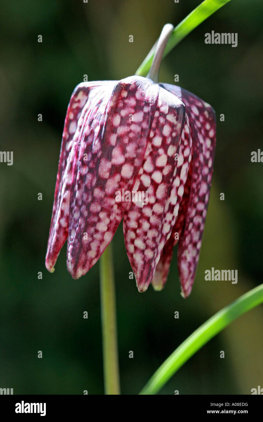 Schachbrettblume Fritillaria Meleagris Schlange Kopf Fritillary Stockfoto