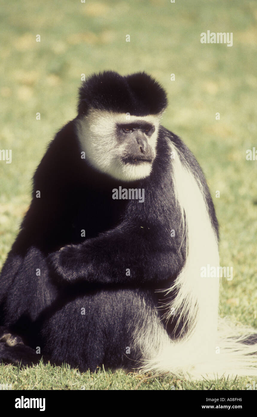 Black And White Colobus Affen bei Elsamere ehemalige Heimat von Joy Adamson Lake Naivasha Kenia in Ostafrika Stockfoto