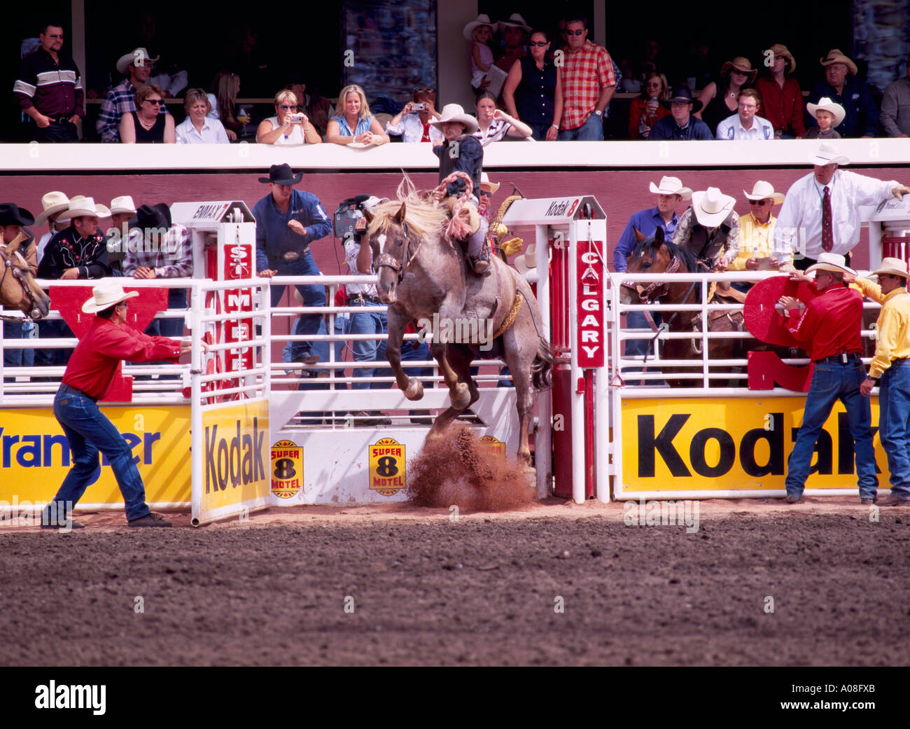 Sattel Bronc Reiten auf "Calgary Stampede" Calgary Alberta Kanada Stockfoto