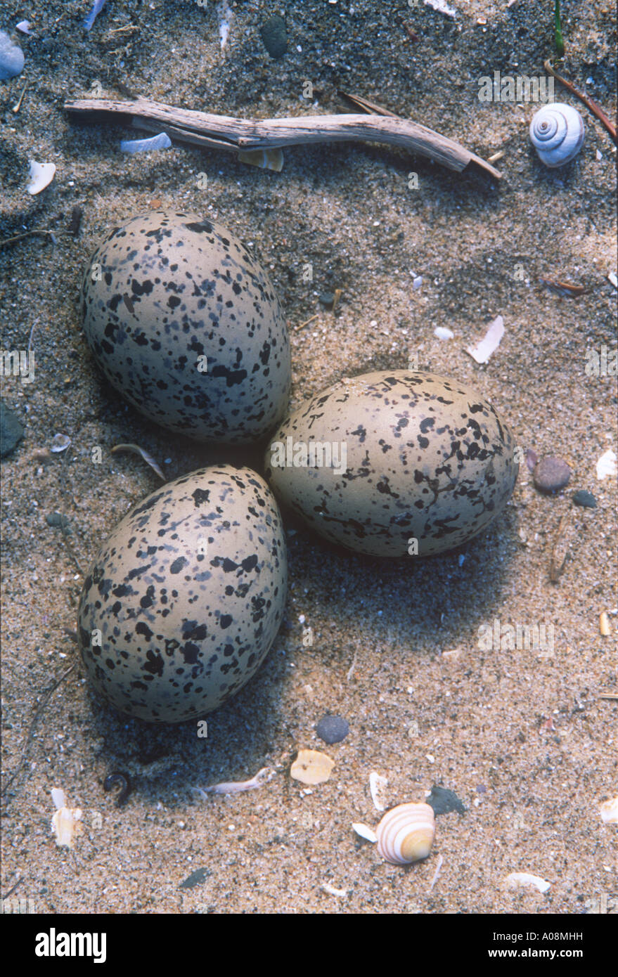 Nest und Eiern von Austernfischer Gronant Dünen Natur Reserve Denbighshire North Wales Stockfoto