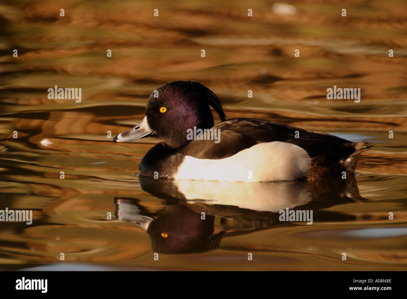 Reiherenten Aythya fuligula Stockfoto