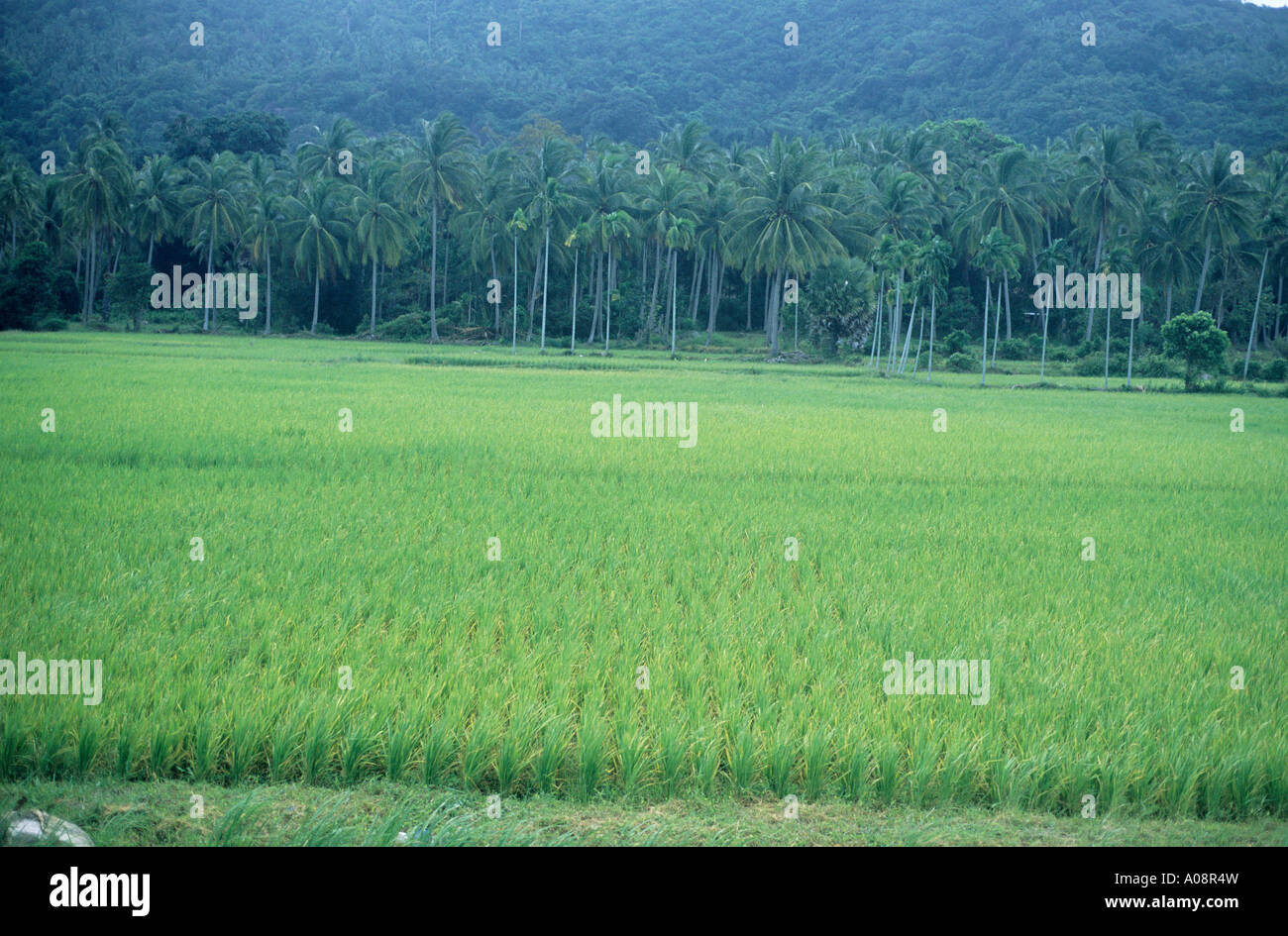 Blick auf Reisfelder mit Baum bedeckt Hügeln hinter am Buri Stockfoto