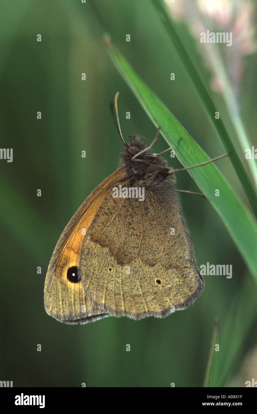 Wiese braun Schmetterling, Maniola jurtina Stockfoto