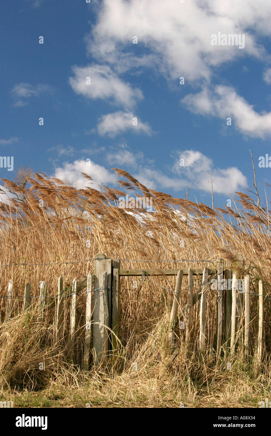 Hohe Gräser und Wolken Stockfoto