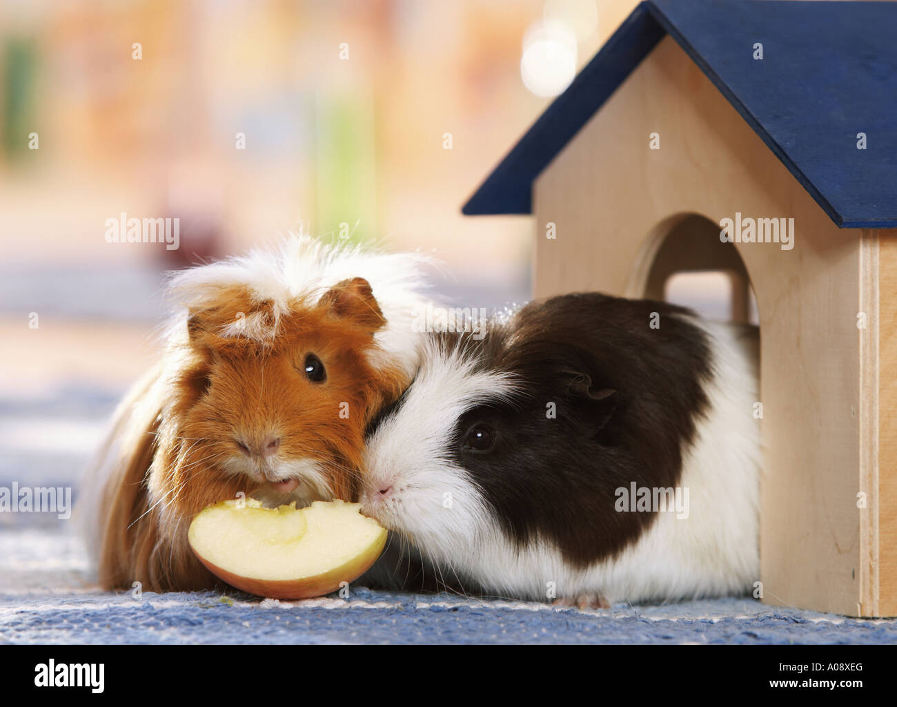 zwei Meerschweinchen - Apfel kaute Stockfoto