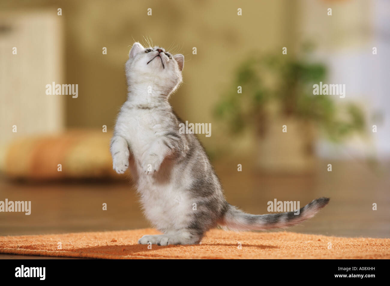 Britisch Kurzhaar Katze, stehend auf Hinterpfoten Stockfotografie - Alamy