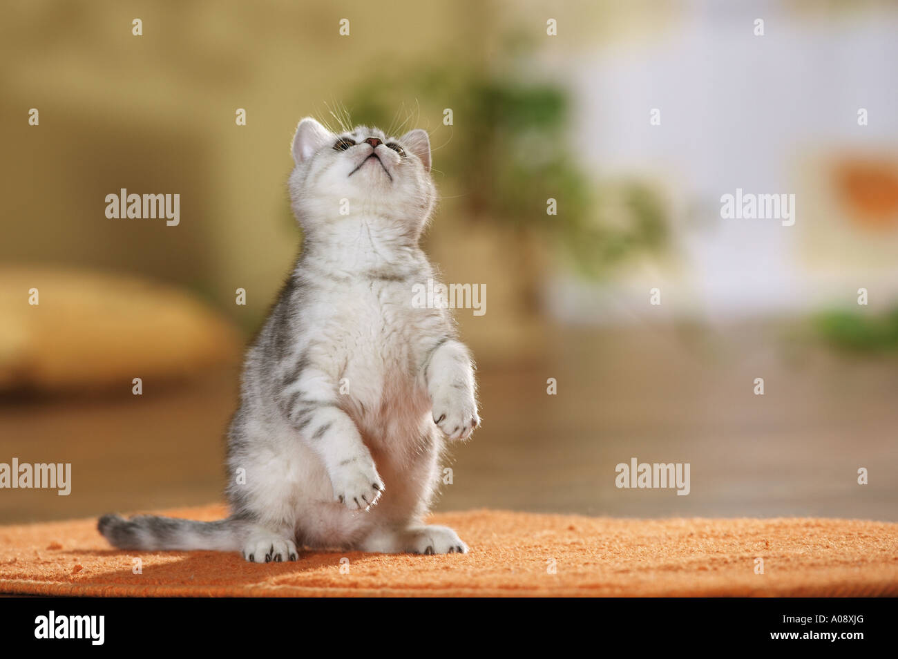 Britisch Kurzhaar Katze, stehend auf hinpaws Stockfoto