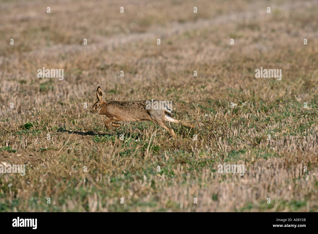 BRAUNER Hase Lepus europaeus Stockfoto