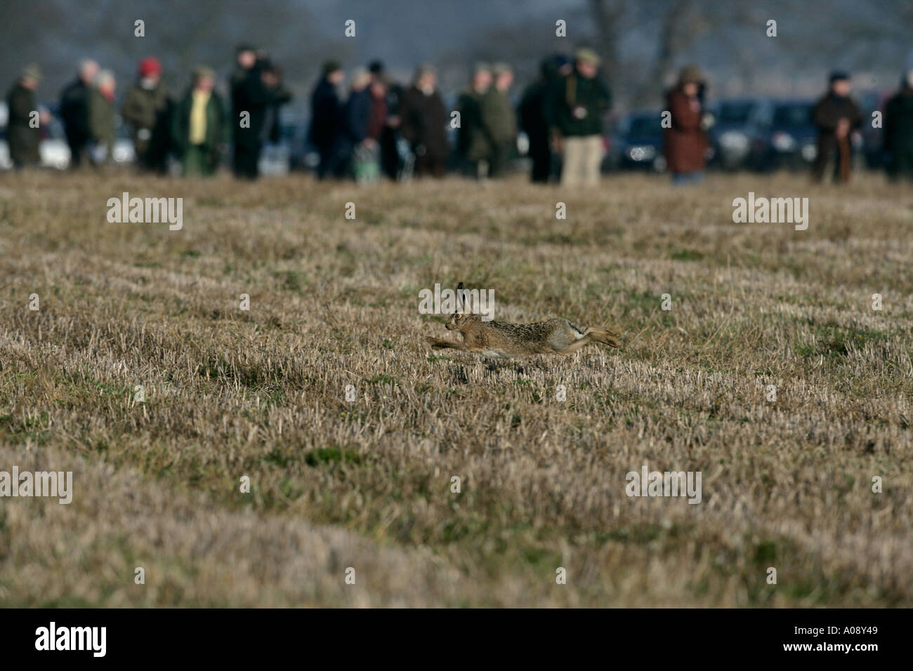 BRAUNER Hase Lepus Europaeus Hase Coursing event Stockfoto