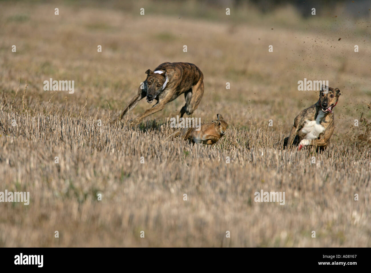 BRAUNER Hase Lepus Europaeus Hase Coursing event Stockfoto